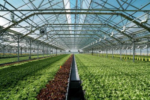 Kroger ramps up distribution with indoor farmer Gotham Greens