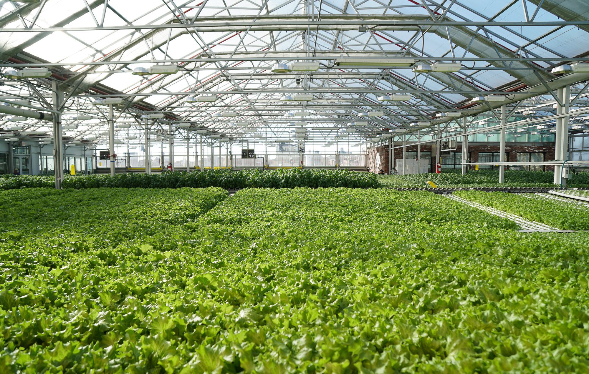 Gotham Greens: A Farm Grows in Brooklyn - Bloomberg