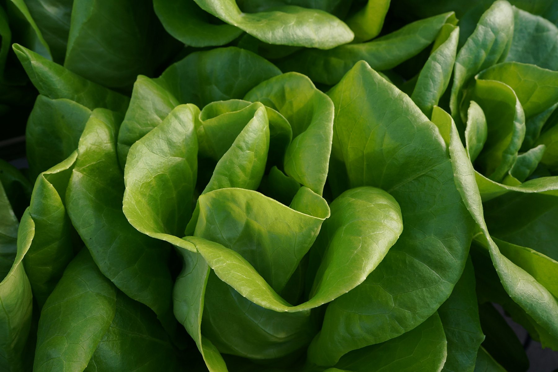 Gotham Greens® Greenhouse Crunch™ Lettuce, 4.5 oz - Kroger