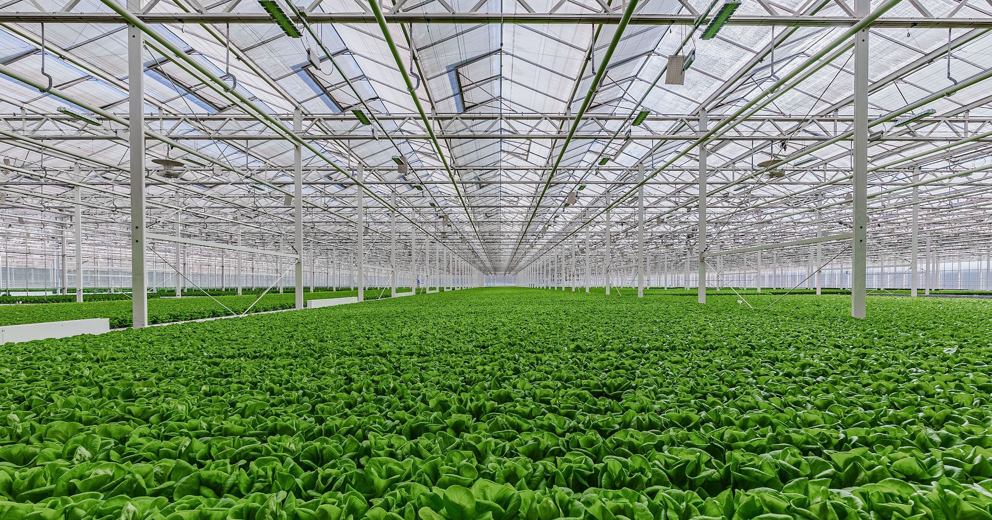 Indoor Farming Pioneer Gotham Greens Is Expanding to North Texas